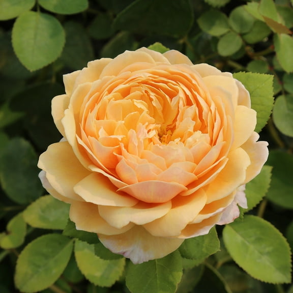 Charles Darwin David Austin Rose by Heirloom Roses - Live Yellow Rose Bush
