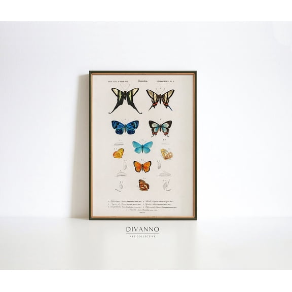 Charles Dorbigny Butterfly Chart Colorful Insect Poster, Unframed Size 24x36