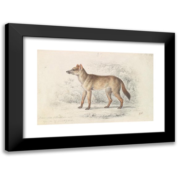 Charles Hamilton Smith 14x11 Black Modern Framed Museum Art Print Titled - Aguara Dog of the Woods (1837)