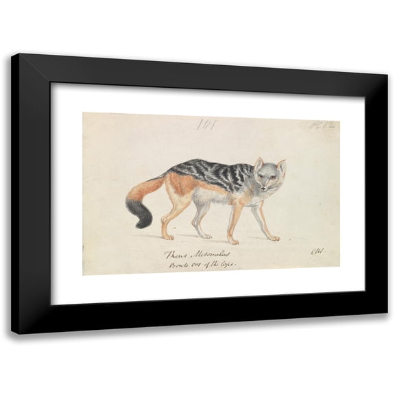 Charles Hamilton Smith 14x11 Black Modern Framed Museum Art Print Titled - Black-Backed Jackal (1837)