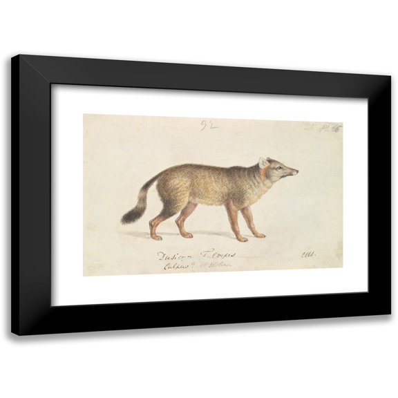 Charles Hamilton Smith 14x11 Black Modern Framed Museum Art Print Titled - Dun-Footed Aguara-Dog (1837)