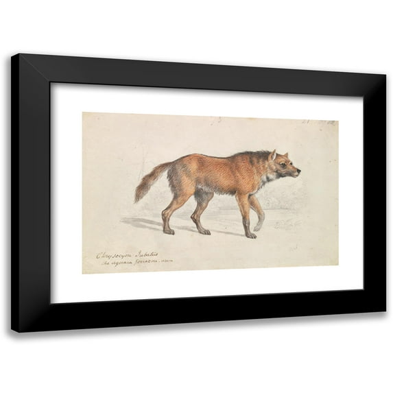 Charles Hamilton Smith 14x11 Black Modern Framed Museum Art Print Titled - Maned Wolf (1837)