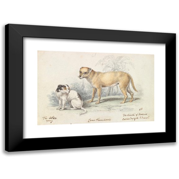 Charles Hamilton Smith 14x11 Black Modern Framed Museum Art Print Titled - The Alco; Young, Carrier Dog of the Indians (1837)