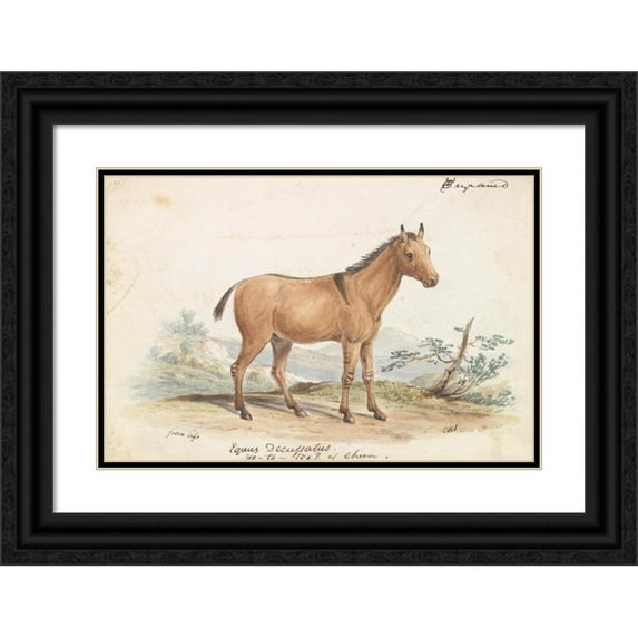 Charles Hamilton Smith 14x11 Black Ornate Wood Framed Double Matted Museum Art Print Titled: Donkey Hippagrus the Yo-To-Tze (1837)