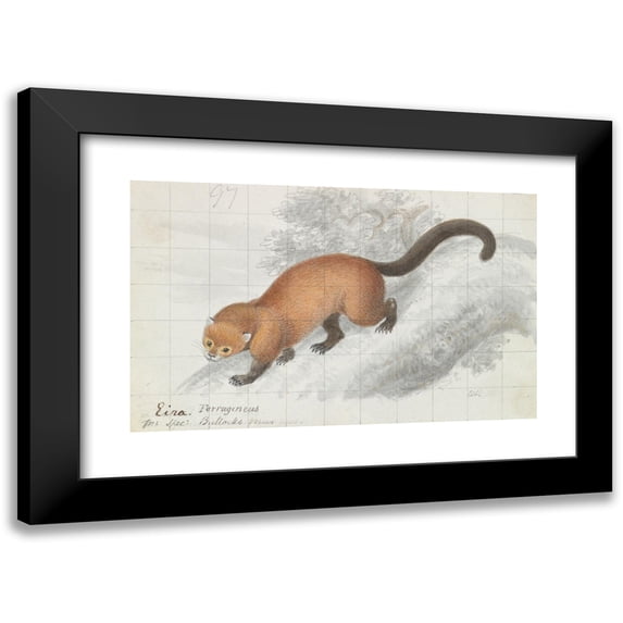 Charles Hamilton Smith 18x13 Black Modern Framed Museum Art Print Titled - Ferruginea Eira (1837)