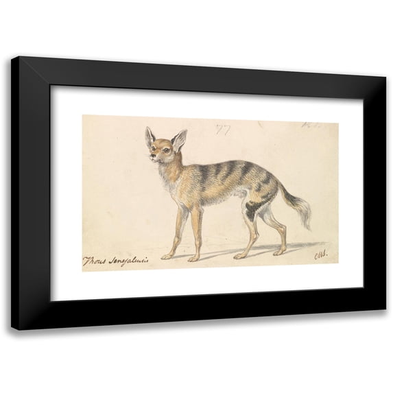 Charles Hamilton Smith 18x13 Black Modern Framed Museum Art Print Titled - Senegalese Wolf or Grey Jackal (1837)