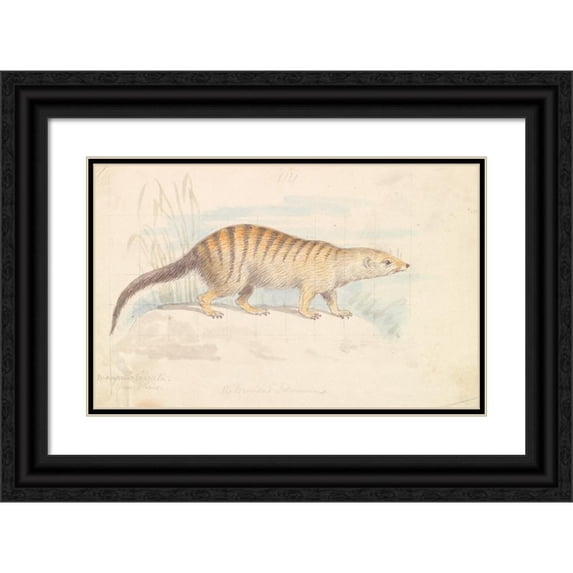 Charles Hamilton Smith 18x13 Black Ornate Wood Framed Double Matted Museum Art Print Titled - Banded Mongoose. (1837)