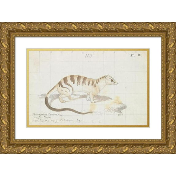 Charles Hamilton Smith 18x13 Gold Ornate Wood Frame and Double Matted Museum Art Print Titled - Banded Palm Civet (1837)