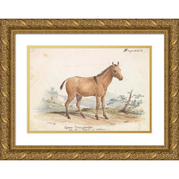Charles Hamilton Smith 18x13 Gold Ornate Wood Frame and Double Matted Museum Art Print Titled - Donkey Hippagrus the Yo-To-Tze (1837)