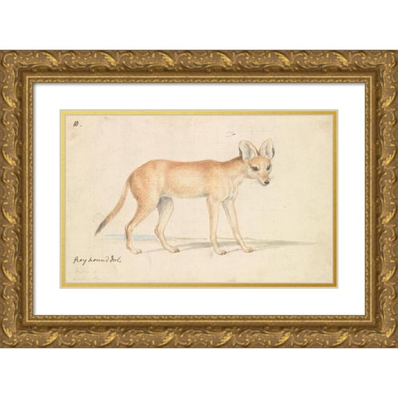 Charles Hamilton Smith 18x13 Gold Ornate Wood Frame and Double Matted Museum Art Print Titled - Greyhound Dhole (1837)