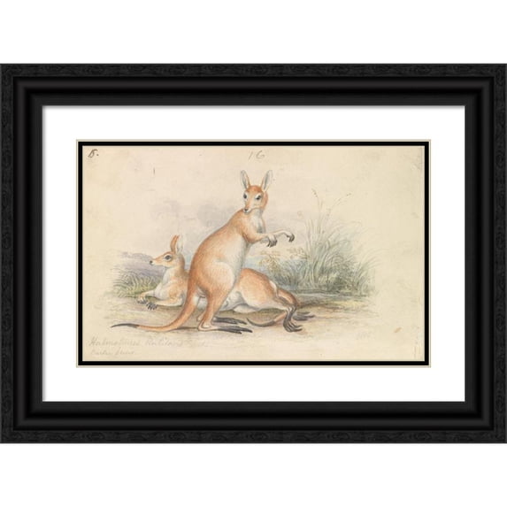 Charles Hamilton Smith 24x17 Black Ornate Framed Double Matted Museum Art Print Titled: Red Kangaroos (1837)