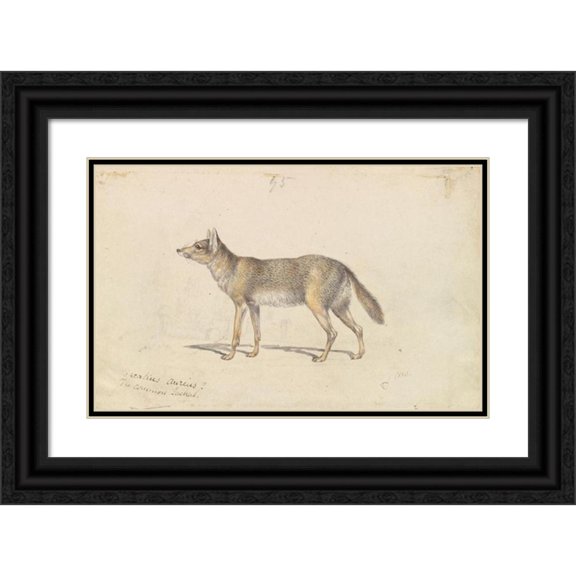 Charles Hamilton Smith 24x17 Black Ornate Framed Double Matted Museum Art Print Titled: The Common Jackal (1837)