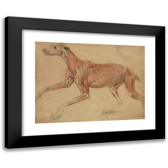 Charles Landseer 24x19 Black Modern Framed Museum Art Print Titled - A Full Size Ecorche Study of a Hound (1821)