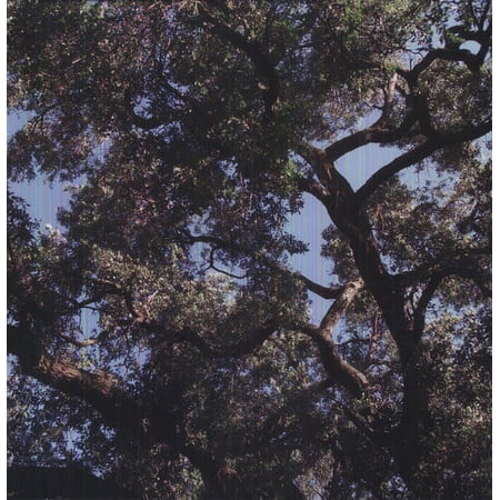 Charles Manson - Trees - Music & Performance - Vinyl