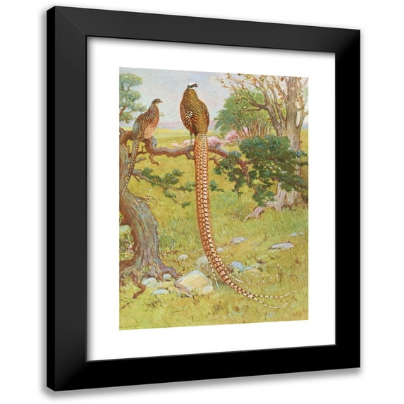 Charles Robert Knight 14x18 Black Modern Framed Museum Art Print Titled - Reeves's Pheasant (1918-1922)