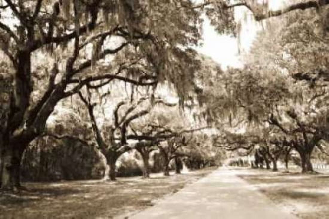 Charleston Oaks 10 Sepia Canvas Art - Alan Hausenflock (20 x 28)