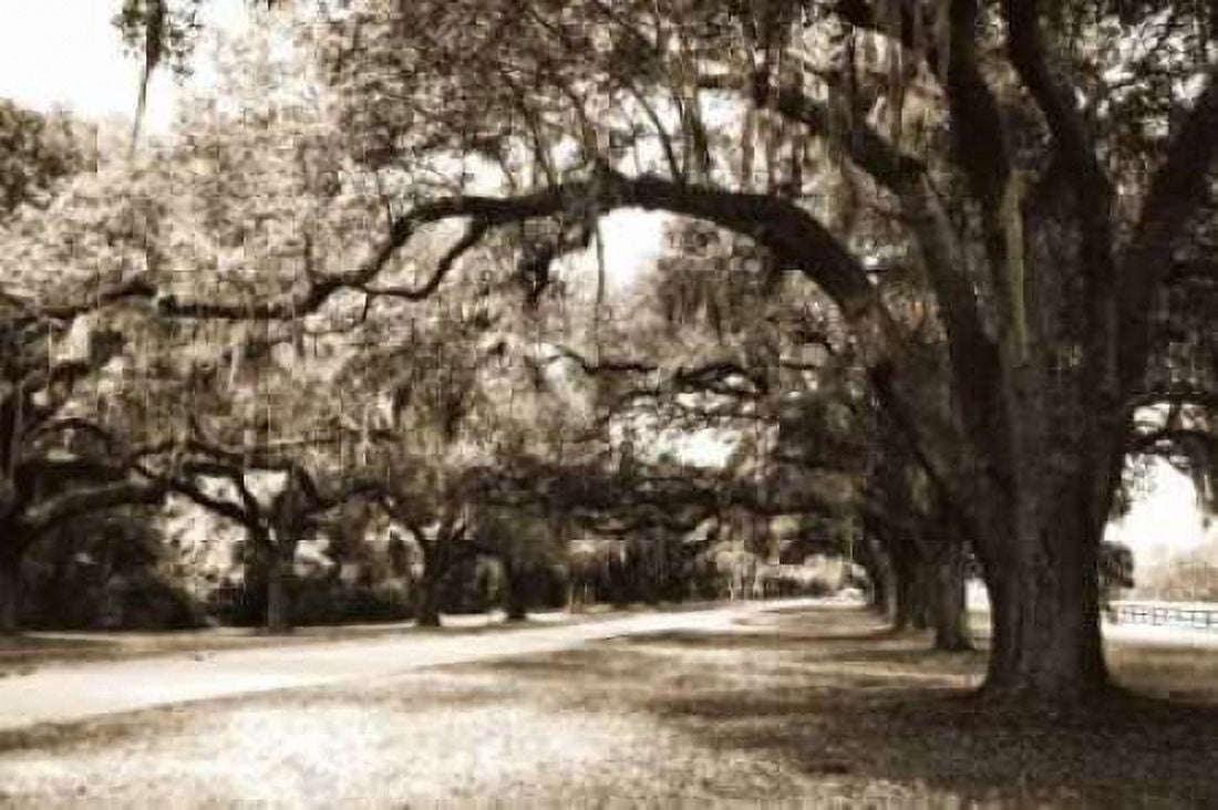 Charleston Oaks 9 Sepia Canvas Art - Alan Hausenflock (20 x 28)