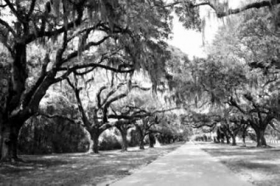 Charleston Oaks I0 Canvas Art - Alan Hausenflock (20 x 28)