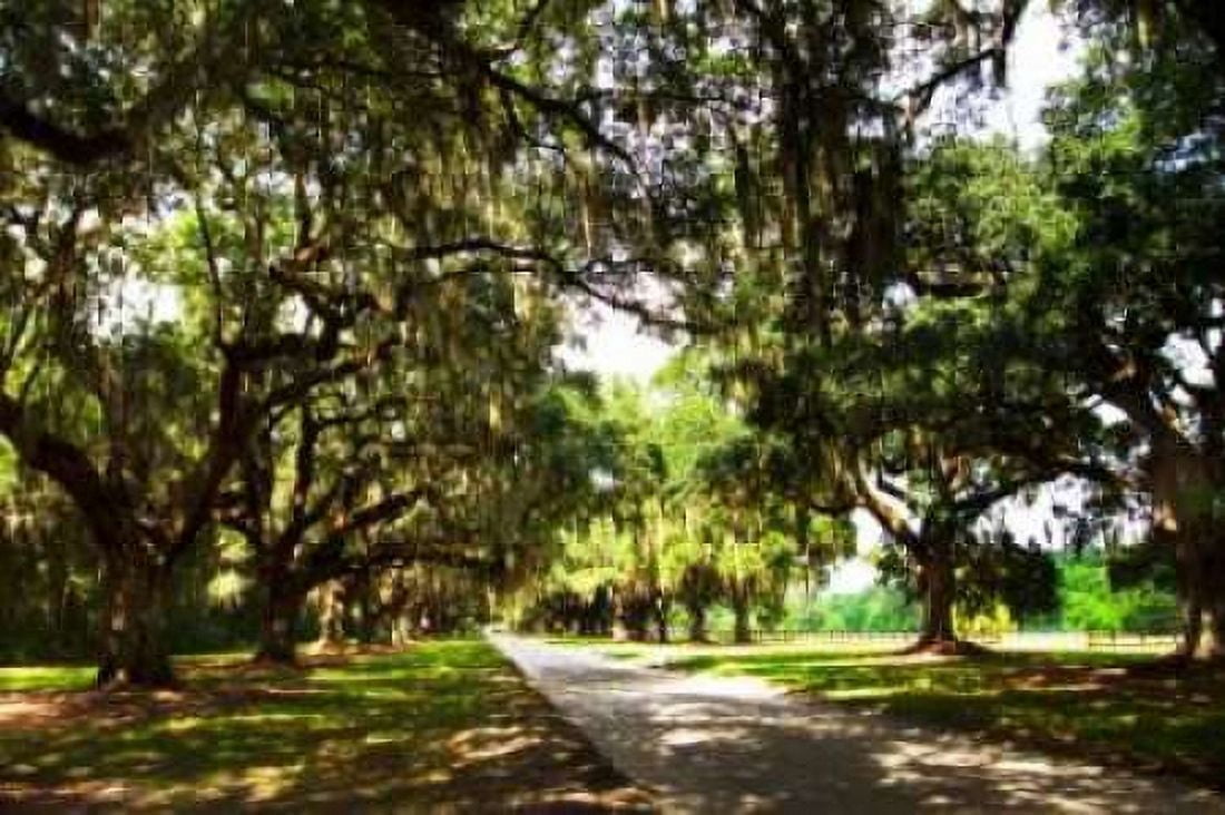 Charleston Oaks III Canvas Art - Alan Hausenflock (20 x 28)