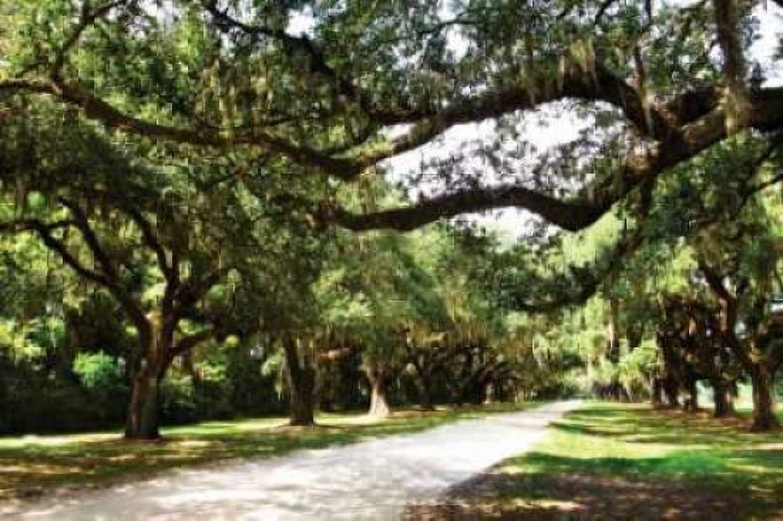 Charleston Oaks IV Canvas Art - Alan Hausenflock (20 x 28)