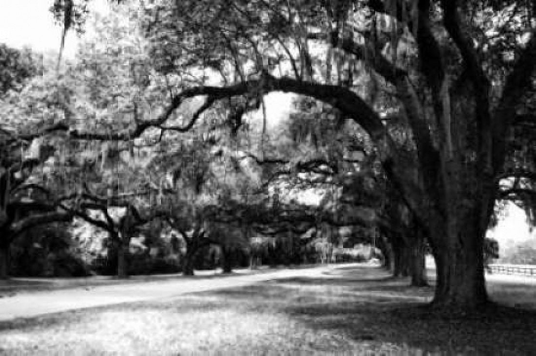 Charleston Oaks IX Canvas Art - Alan Hausenflock (20 x 28)
