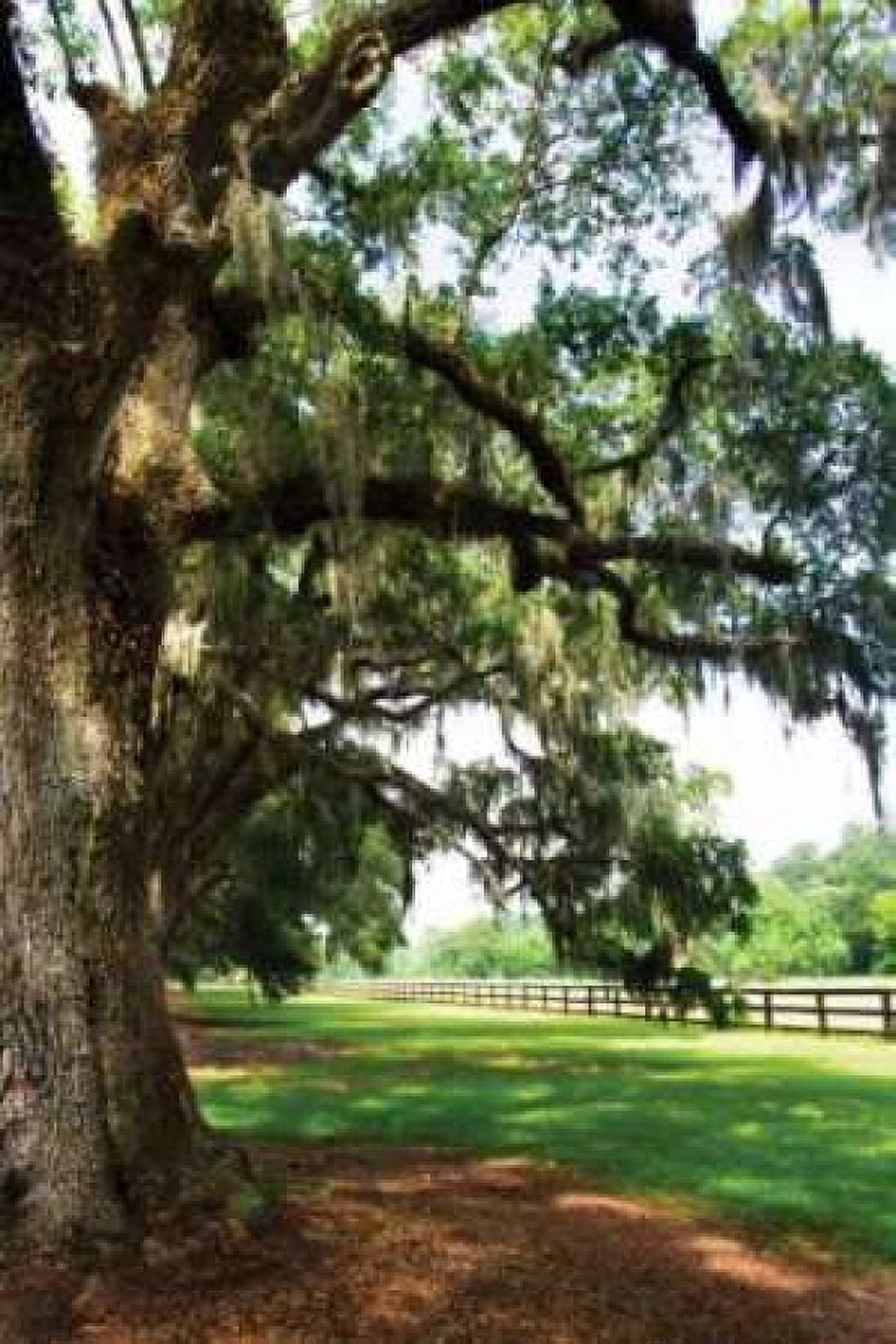 Charleston Oaks V Canvas Art - Alan Hausenflock (20 x 28)