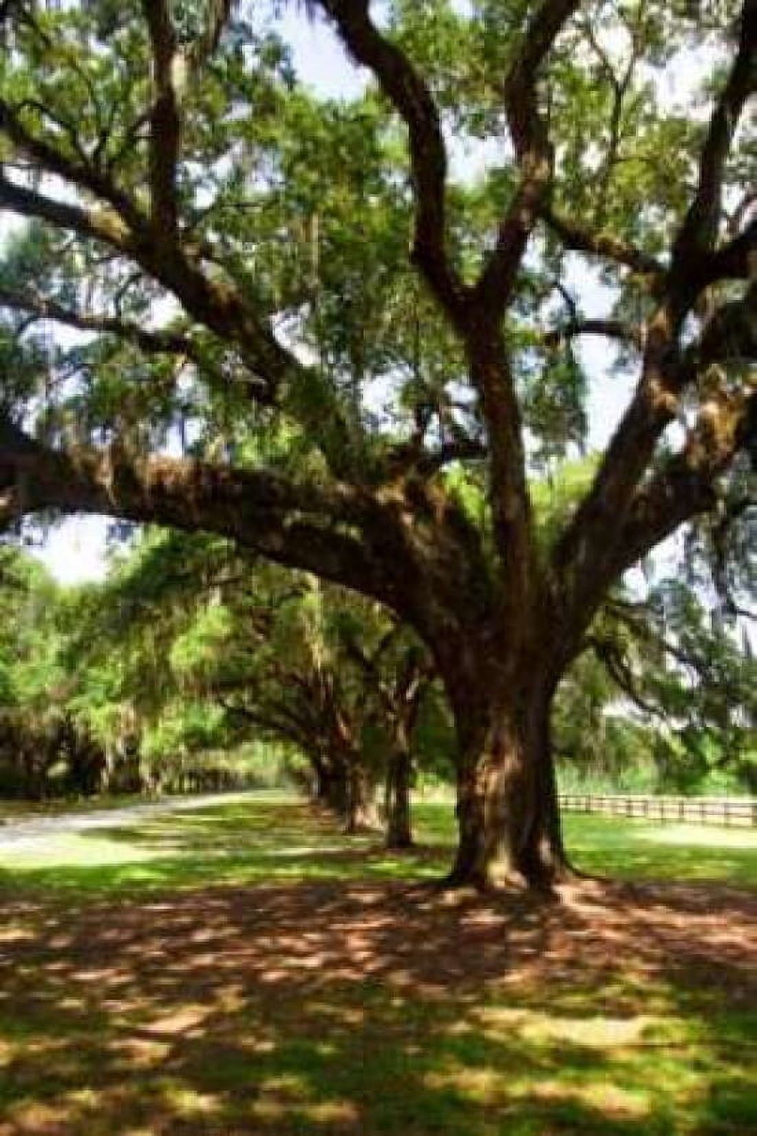 Charleston Oaks VI Canvas Art - Alan Hausenflock (20 x 28)