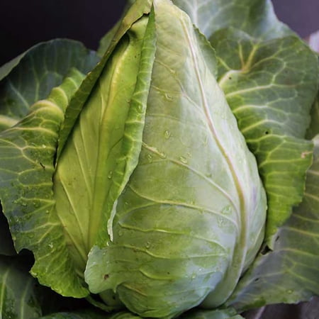 Charleston Wakefield Cabbage Seeds - 1 g ~300 Seeds - Non-GMO, Heirloom, Open Pollinated Vegetable Gardening & Microgreens Seeds