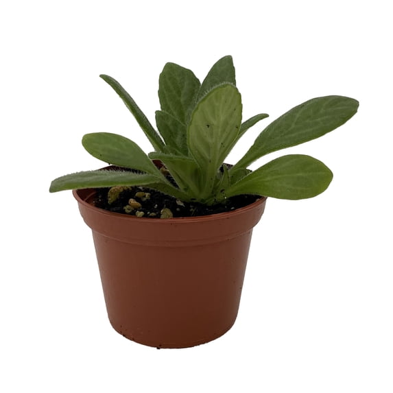 Charley Asian Violet - Primulina - House Plant - 2.5" Pot
