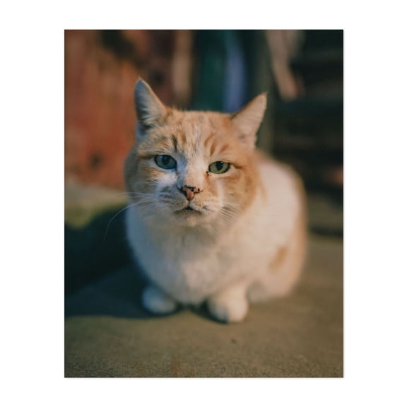 Charlie at Hackberry General Store - Kingman Arizona Photography Cat Animal Portrait Wildlife Rustic Moody Humor Unframed Wall Art Print 36 x 48 inches