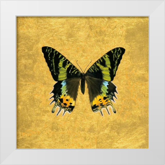 Charlotte, Joanna 15x15 White Modern Wood Framed Museum Art Print Titled - Butterfly on Gold