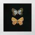thumbnail image 1 of Charlotte, Joanna 26x26 White Modern Wood Framed Museum Art Print Titled - Pair of Butterflies on Black, 1 of 4