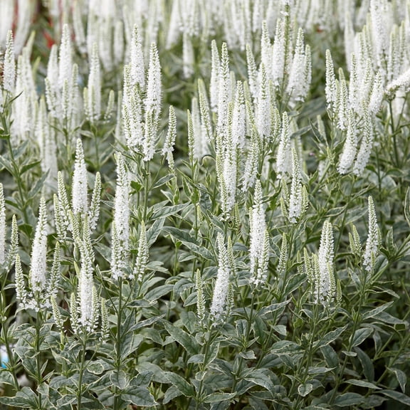Charlotte Veronica Flower Root - Attracts Butterflies and Hummingbirds - Deer Resistant - Good as Cut Flowers - Perennializing