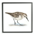 thumbnail image 1 of Charming Sandpiper on Soft Sand Brown Nautical Bird Animals & Insects Framed Art Print Wall Art, 17x17, 1 of 8
