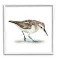 thumbnail image 1 of Charming Sandpiper on Soft Sand Brown Nautical Bird Animals & Insects Framed Art Print Wall Art, 17x17, 1 of 8