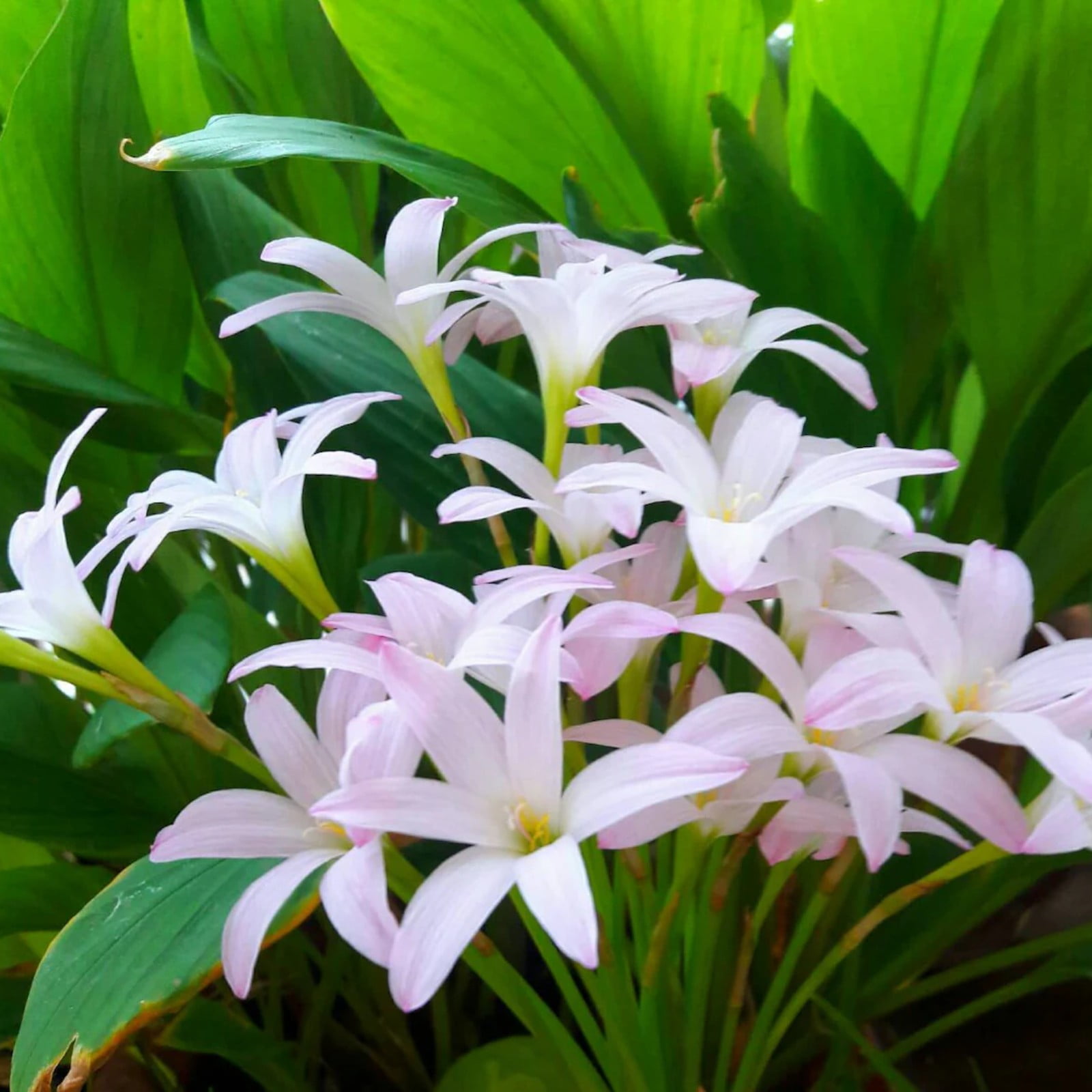 Charming Smell. Rain Lily FlowerEasy GrowZephyranthes BulbsLow
