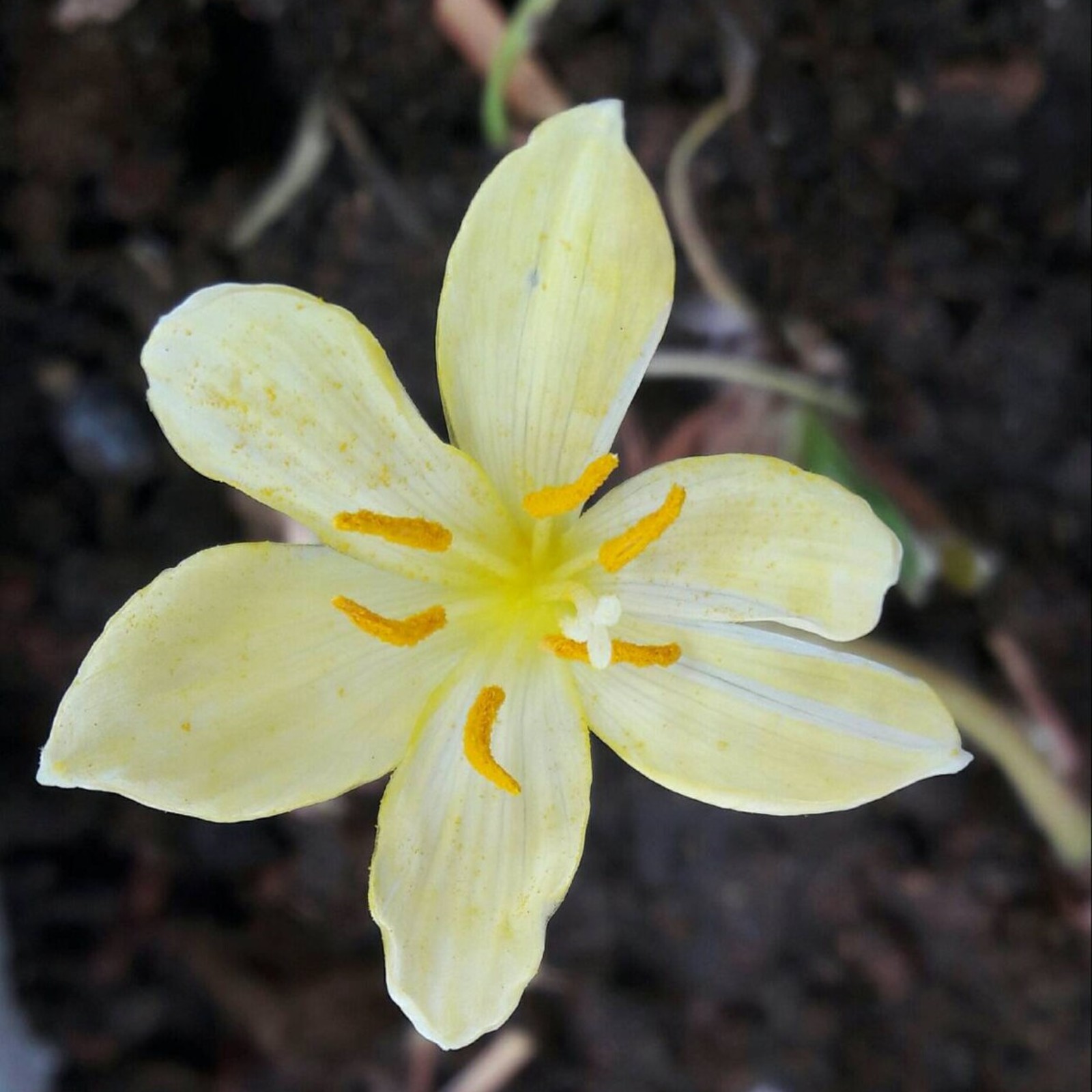 Charming Smell. Rain Lily FlowerEasy GrowZephyranthes BulbsLow