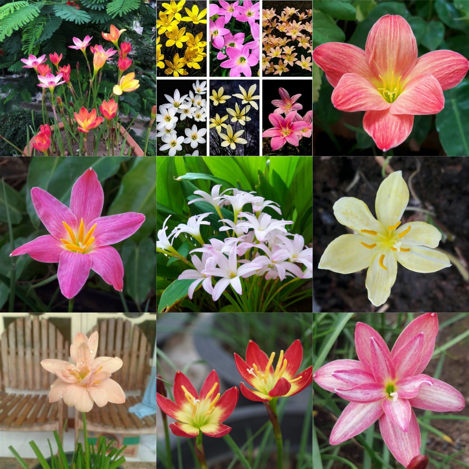 Charming Smell. Rain Lily FlowerEasy GrowZephyranthes BulbsLow