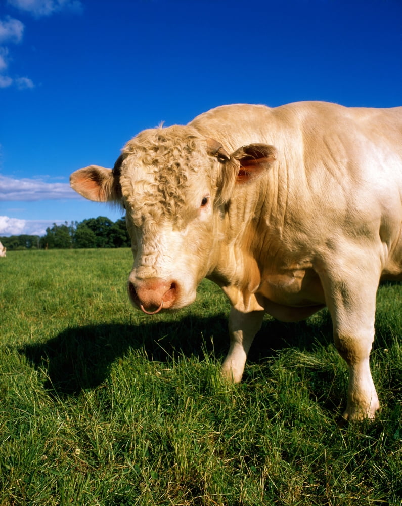 Charolais Bull Ireland Canvas Art - The Irish Image Collection Design Pics (13 x 17)