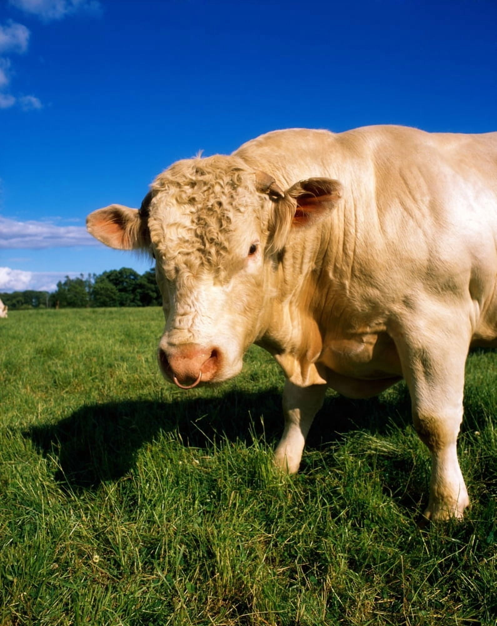 Charolais Bull Ireland Canvas Art - The Irish Image Collection Design Pics (26 x 34)