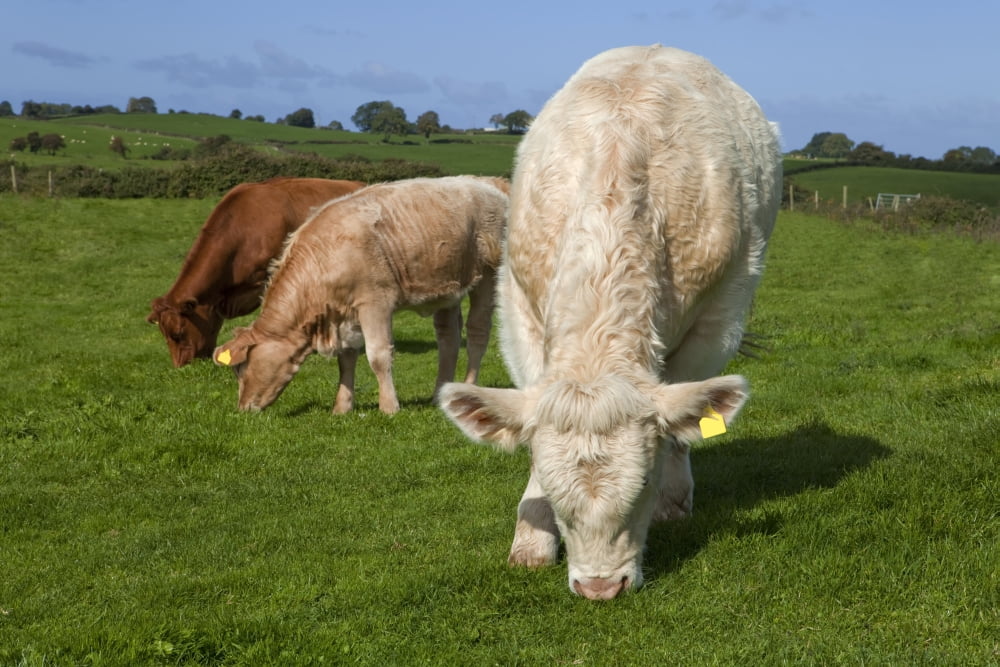 Charolais Bullock Cattle near Carrowmore County Sligo Ireland Canvas Art - George Munday Design Pics (38 x 24)