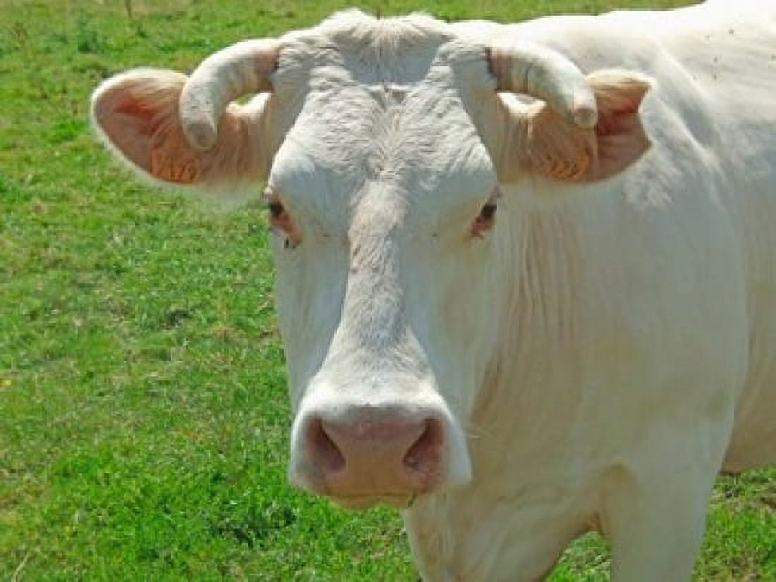 Charolais Cow Canvas Art - Alex Bartel DanitaDelimont (36 x 24)