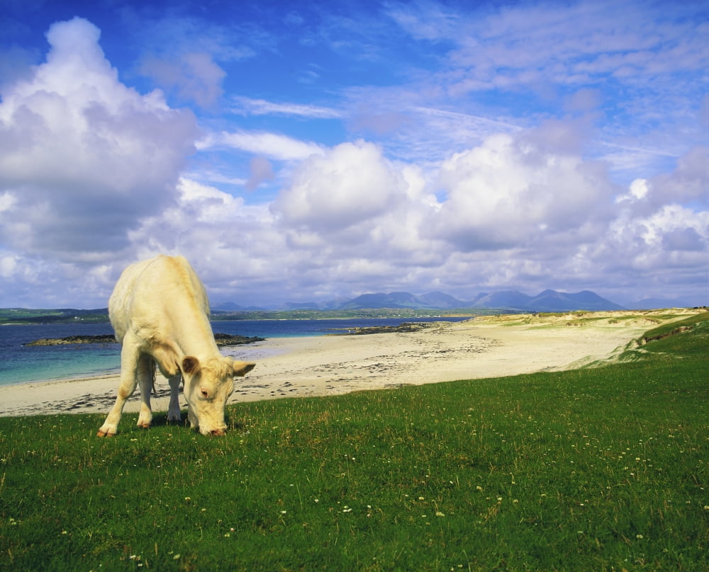 Charolais Cow Mannin Bay Co Galway Ireland Cow Grazing Canvas Art - The Irish Image Collection Design Pics (17 x 13)