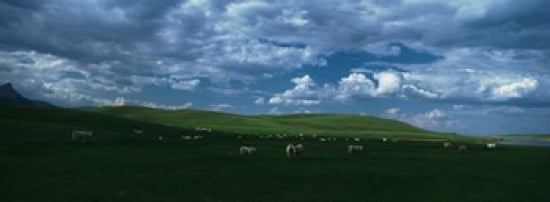 Charolais cattle grazing in a field Rocky Mountains Montana USA Canvas Art - Panoramic Images (36 x 13)