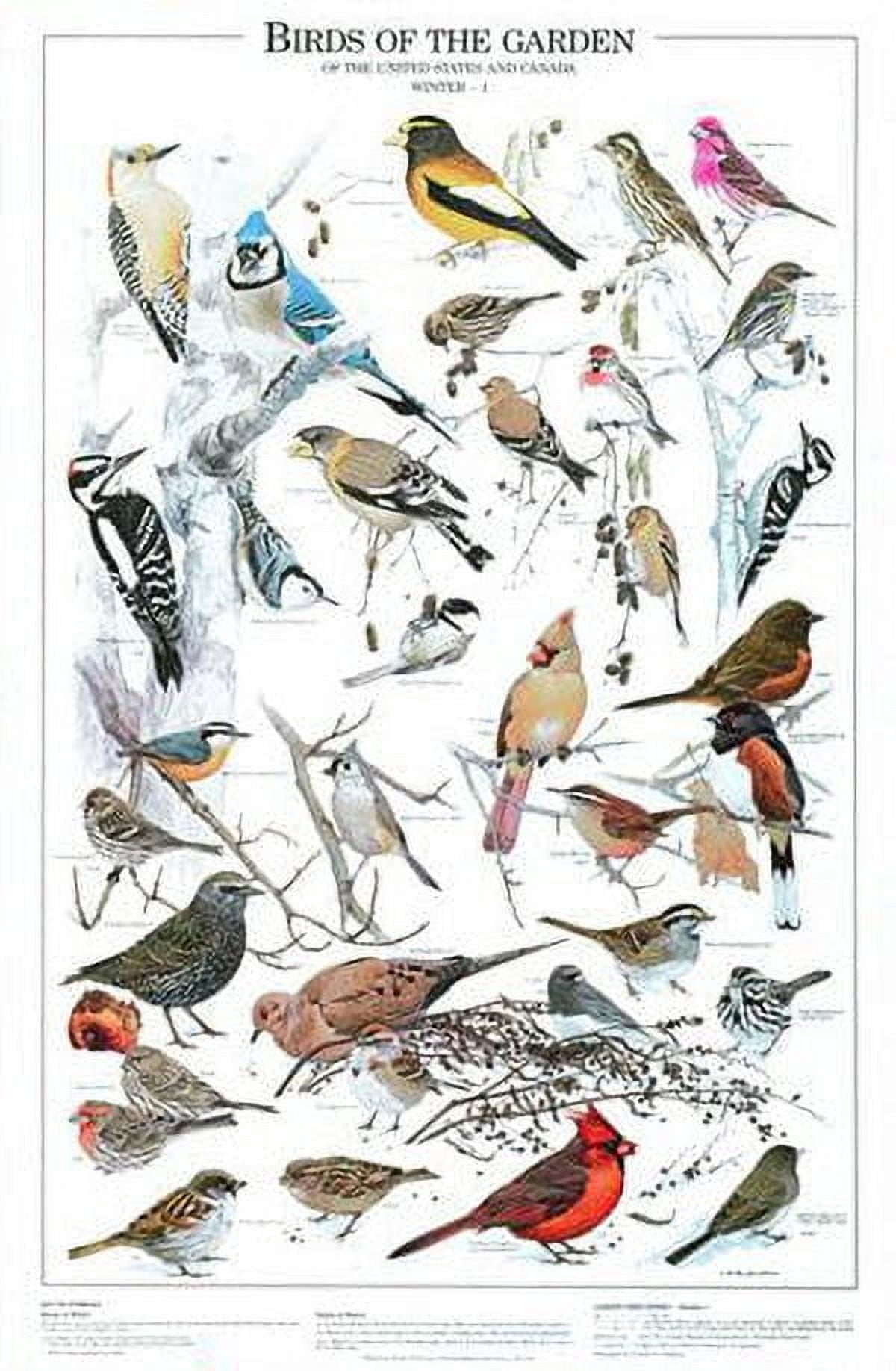 Summer Backyard and Garden Birds 12"x18" Poster - Walmart.com