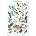 thumbnail image 1 of Summer Backyard and Garden Birds 12"x18" Poster, 1 of 2