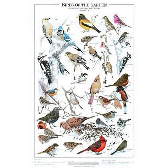 Summer Backyard and Garden Birds 12"x18" Poster