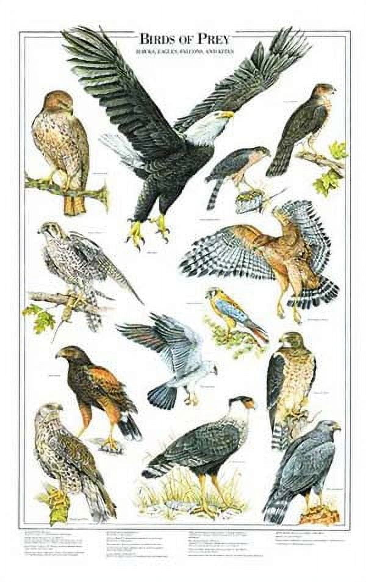 Charting Nature Birds of Prey Poster Vol 1: Eagles and Hawks