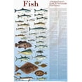 thumbnail image 1 of Charting Nature Seafood and Guide To Sustainable Fish 24" x 36" Poster, 1 of 1