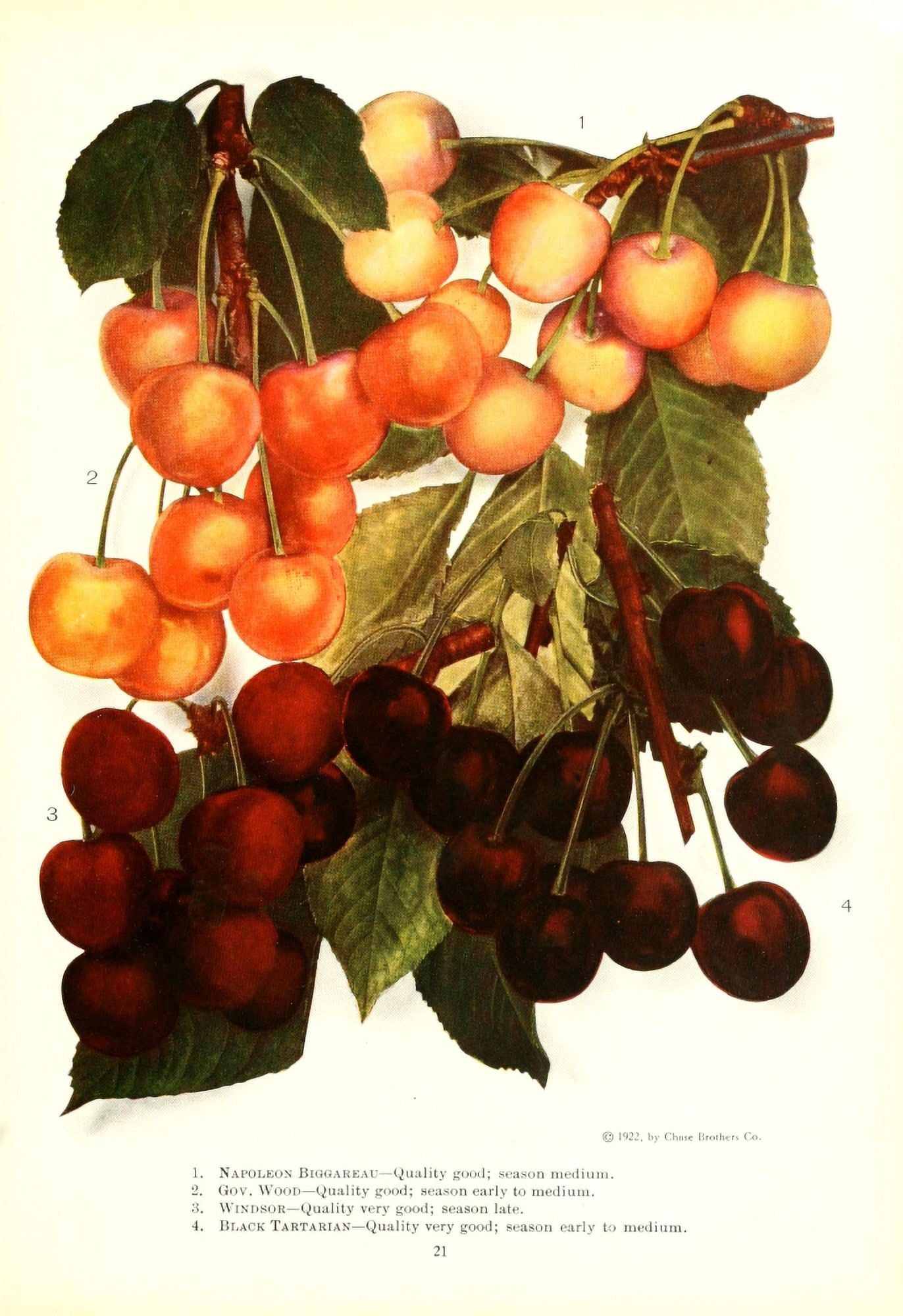 Chase Fruit & Flowers 1922 Cherries Canvas Art - Unknown (18 x 24)